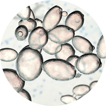 yeast is a microscopic single-cell fungus