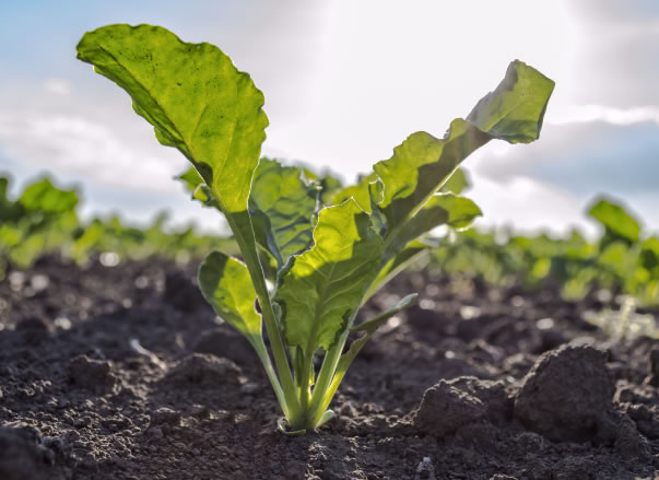 Production of yeast and respect for the nature
